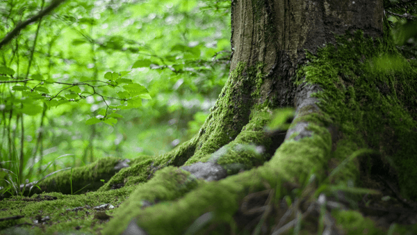 Die Einheit des Lebens