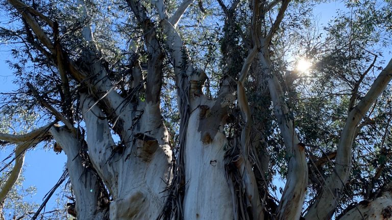 Mehr über den Artikel erfahren Der Avatar-Baum