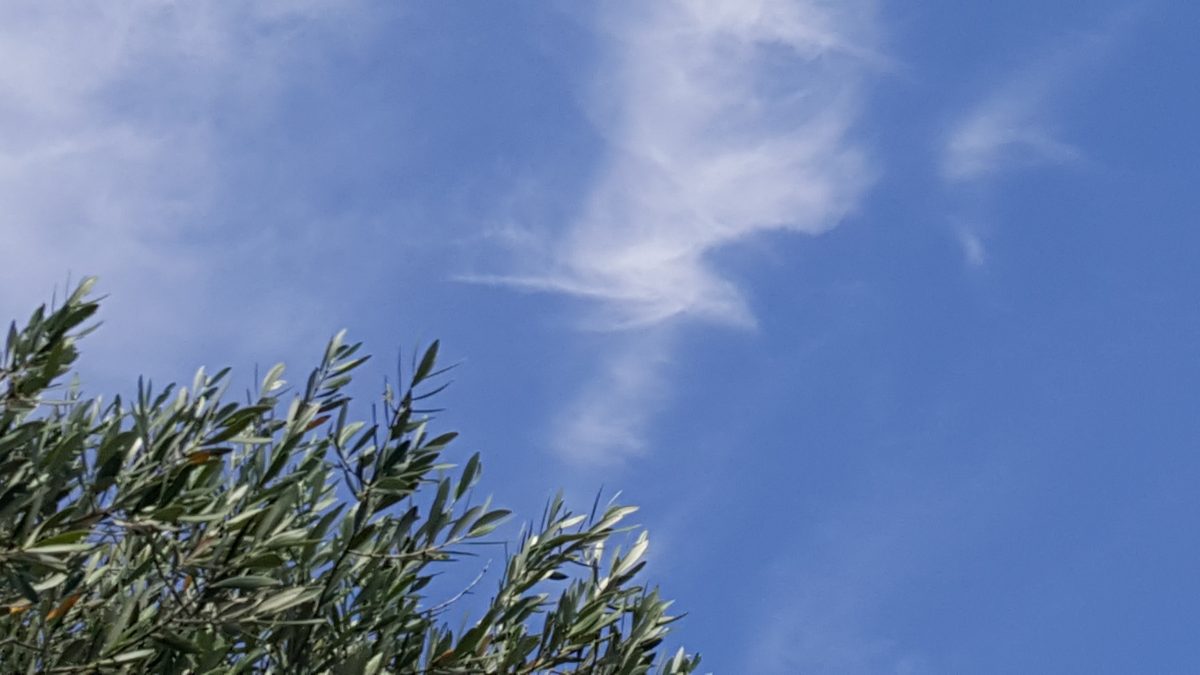 Olivenbaum mit Himmel