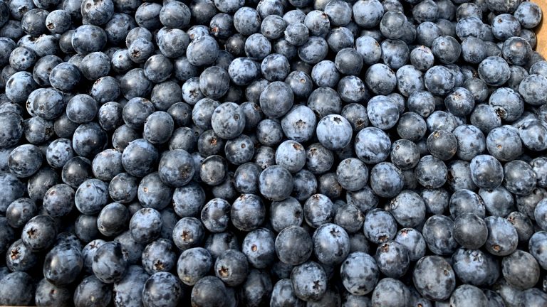 Mehr über den Artikel erfahren Beeren-Vorrat