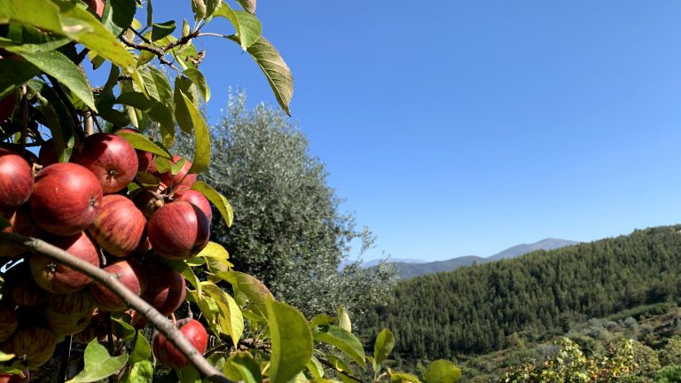 Read more about the article Verlassene Obstgärten