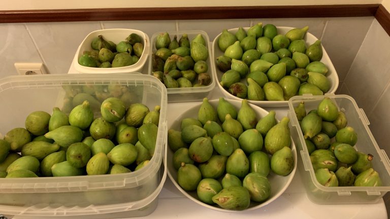 Mehr über den Artikel erfahren Mittagessen vom Feigenbaum